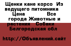 Щенки кане корсо! Из ведущего питомника! › Цена ­ 60 000 - Все города Животные и растения » Собаки   . Белгородская обл.